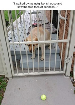 虐狗