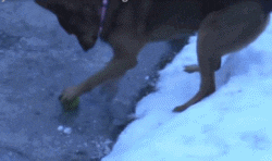 虐狗
