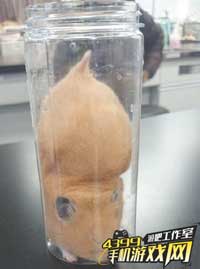 仓鼠睡觉