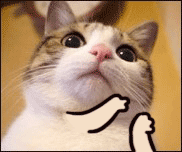 猫咪鼓掌