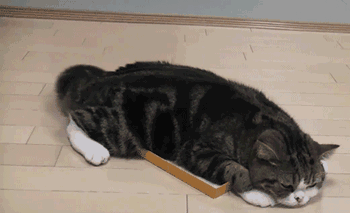 猫咪