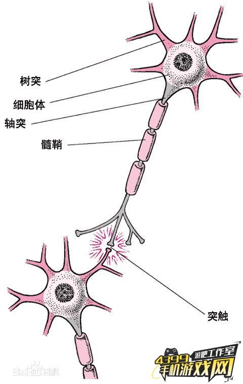 神经突触