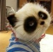 狸猫?