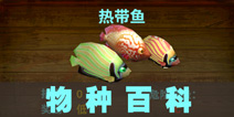 饥饿鲨：进化鱼类百科介绍 鱼类翻译一览