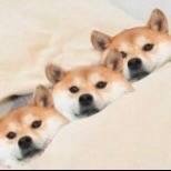 doge