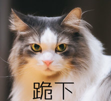 表情--喵星人