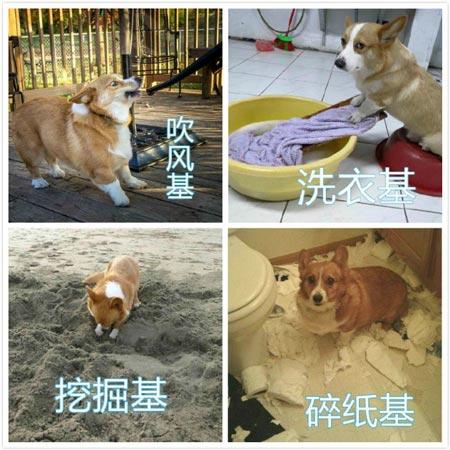 柯基