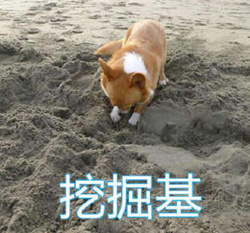 趣图--柯基