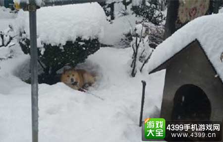 汪星人