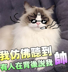 表情--猫咪奶糕