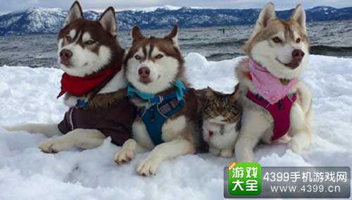 喵喵汪
