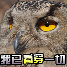 表情--猫头鹰