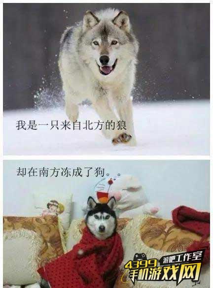 北方的狼
