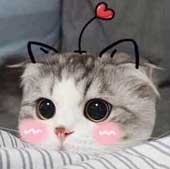 脸红猫