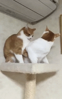 撩妹高手