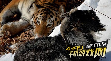 虎羊