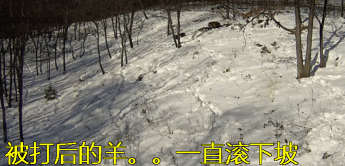 虎羊