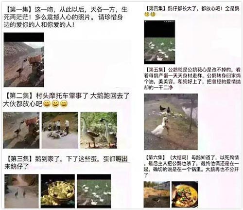 大鹅剧情