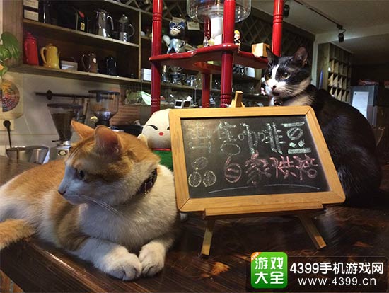 现实中的猫咖啡店