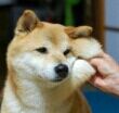 奥奇传说3月11日精灵盘点