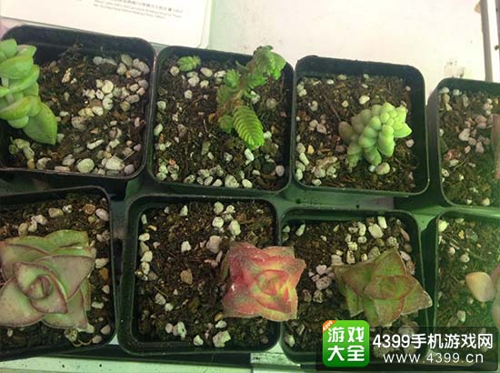 周边小礼物