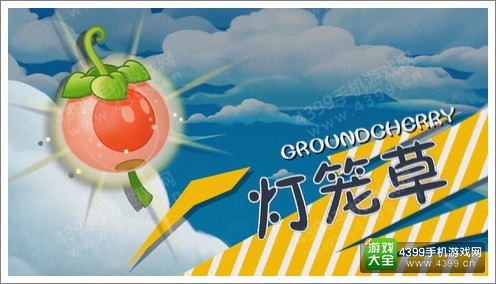 灯笼草