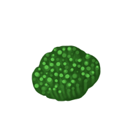 洪荒大劫篇缠星藻