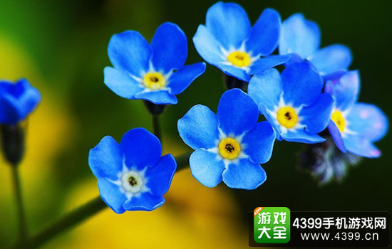 勿忘我