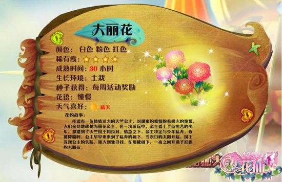 小花仙大丽花