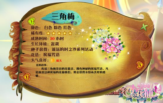 小花仙三角梅