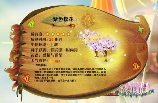 小花仙紫色樱花 紫色樱花花种