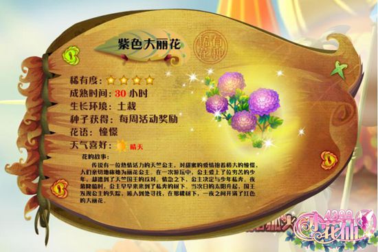 小花仙紫色大丽花 紫色大丽花花种