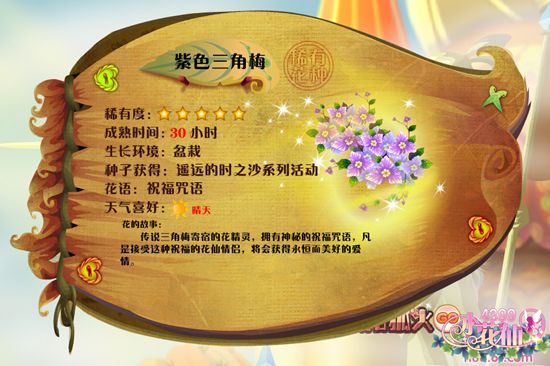 小花仙紫色三角梅