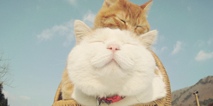 放置养成《猫宅日记》:类猫咪后院 却更加清新