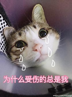 为什么受伤的总是我