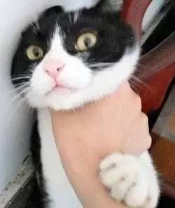 一只猫