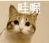 哇喔