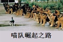 奥奇传说空影喵超神大爆料