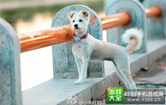 小米旺财