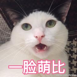 一脸萌逼