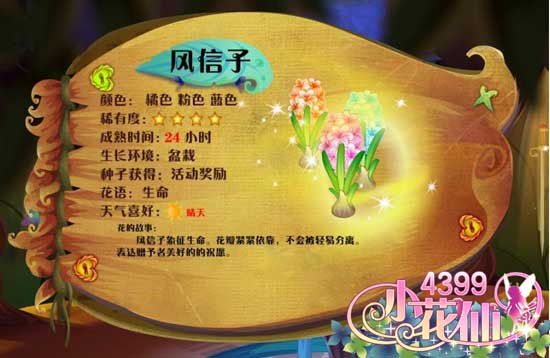 小花仙风信子 风信子花种