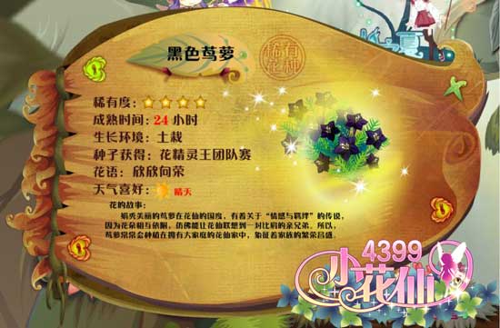 小花仙黑色茑萝 小花仙黑色茑萝花种