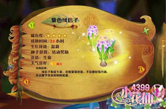 小花仙紫色风信子 紫色风信子花种