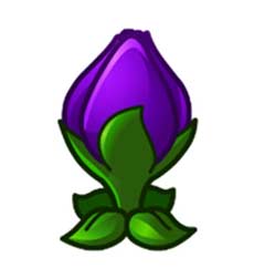 缩小紫罗兰
