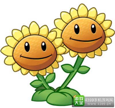 4级双头向日葵