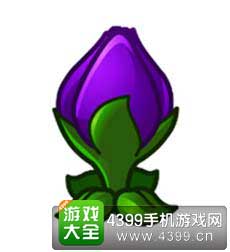 紫罗兰进阶