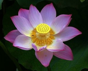 植物大战僵尸2