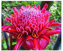 植物大战僵尸2