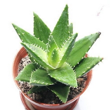 植物大战僵尸2