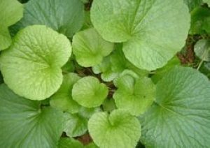 植物大战僵尸2